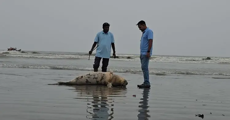 কুয়াকাটা সৈকতে ফের ভেসে এলো মৃত ইরাবতী ডলফিন