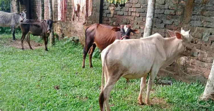 মৌলভীবাজারে গবাদিপশু নিয়ে বিপাকে বন্যাকবলিত এলাকার মানুষ
