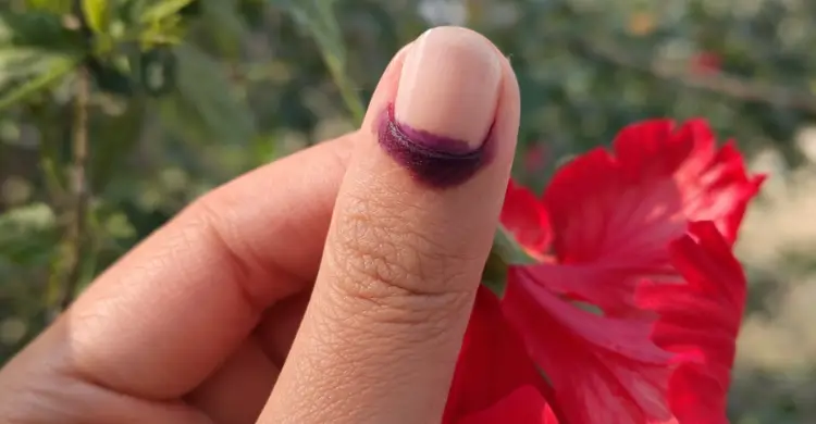 ভোটের অমোচনীয় কালি বেগুনি থেকে কালো হয় যে কারণে
