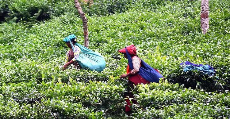 রমজানে ভিন্ন ছন্দ মালিনীছড়া চা বাগানে