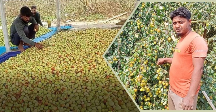 বরই চাষে কোটি টাকার স্বপ্ন পূরণ মাস্টার্স পাস মাহবুবের