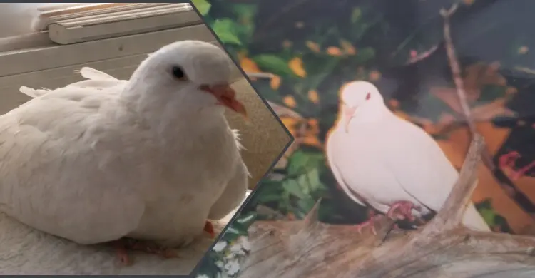 এই ঘুঘুর বয়স ৪৪ বছর