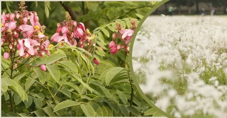 বেরোবিতে মুগ্ধতা ছড়াচ্ছে দুর্লভ লাল সোনাইল ও উলু ফুল