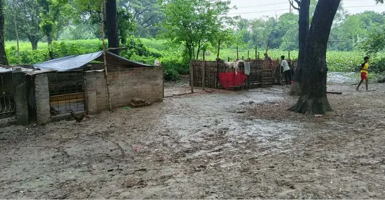 হরিজন পল্লীতে বাণিজ্যিকভাবে শূকর পালন, দুর্গন্ধে অতিষ্ঠ আশেপাশের মানুষ