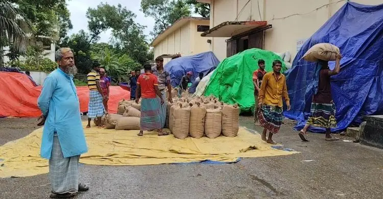 ধানের দামে হতাশ কৃষক, আমন চাষ নিয়ে শঙ্কা