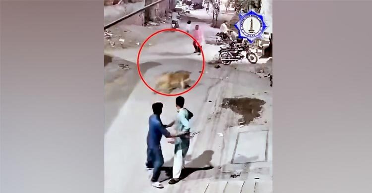 পোষা সিংহ দেওয়াল টপকে রাস্তায়, আহত ৩