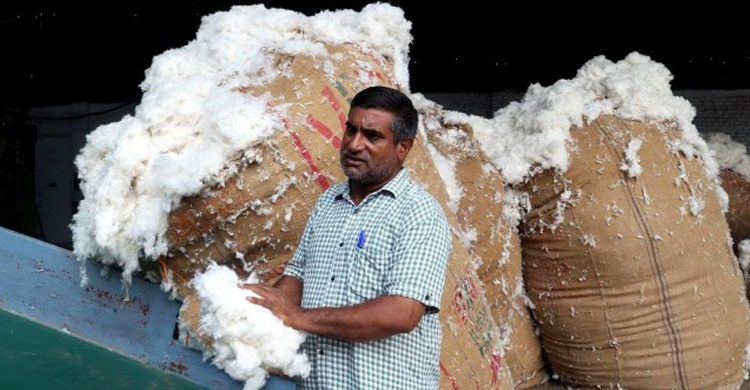বাংলাদেশকে দেখে মার্কিন তুলা আমদানিতে শুল্কছাড়ের সিদ্ধান্ত ভারতের