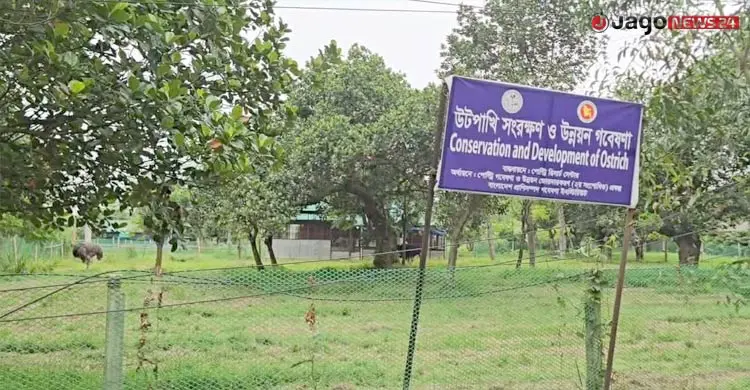১৩৪ কোটি টাকার গবেষণা প্রকল্পে ২২ উটপাখির ১৫টিই জবাই!