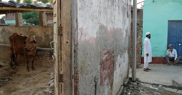 গরু পাচারের অভিযোগ তুলে ভারতে মুসলিমদের গুলি করে পঙ্গু করছে পুলিশ