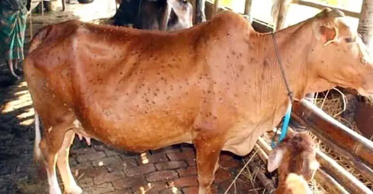 সুন্দরগঞ্জে অ্যানথ্রাক্সের টিকা পেয়েছে মাত্র ৮ ভাগ গবাদিপশু