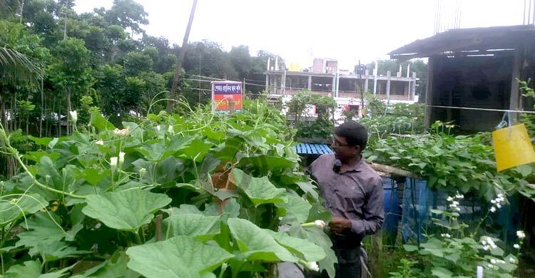 শেকড় প্রযুক্তিতে ১০ গুণ বেশি সবজি চাষে বাজিমাত