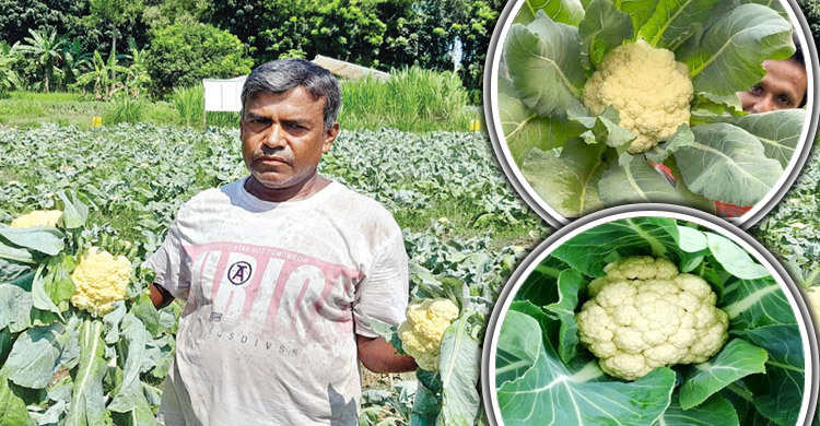 মাগুরায় শীতকালীন সবজির বাম্পার ফলন, বেড়েছে সরবরাহ