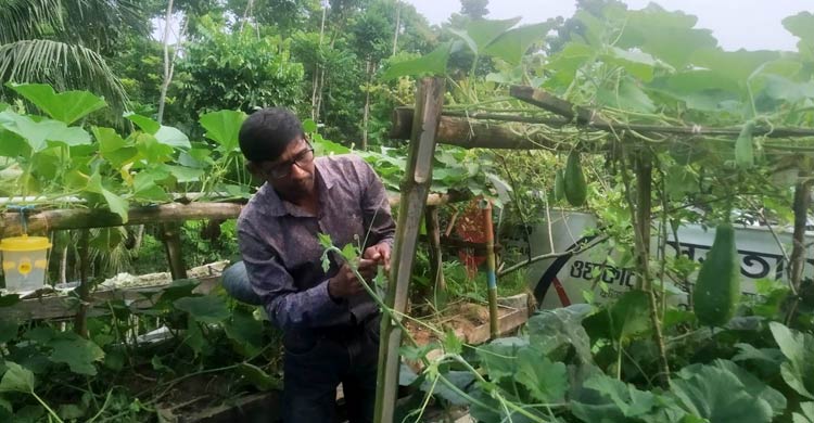 শেকড় প্রযুক্তিতে ১০ গুণ সবজি চাষে বাজিমাত