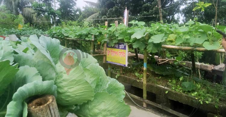 শেকড় প্রযুক্তিতে ১০ গুণ সবজি চাষে বাজিমাত