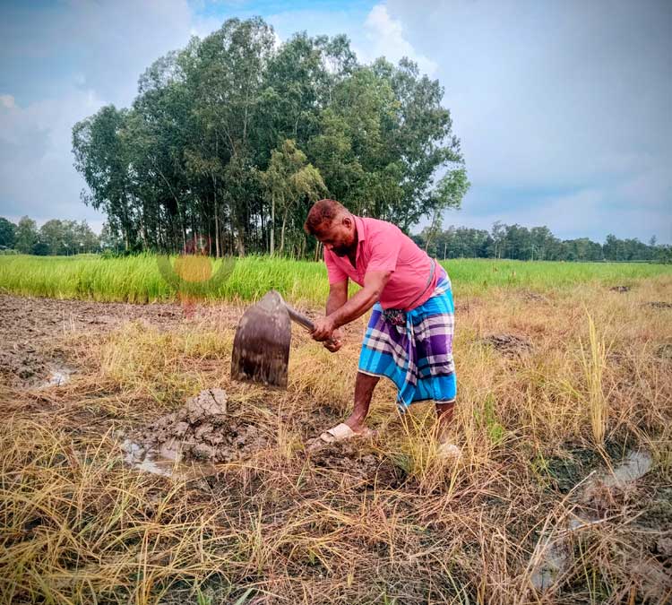 মানিকগঞ্জে শীতকালীন সবজির বীজতলা তৈরিতে ব্যস্ত চাষিরা