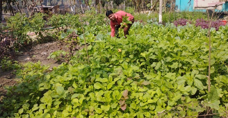 ২৬ বছর ধরে বাজার থেকে শাক-সবজি কেনেন না পল্লব