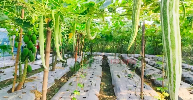 মালচিং পদ্ধতিতে বদলে যাচ্ছে বাবুগঞ্জের সবজি চাষ