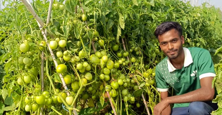 আগাম সবজি চাষে সফল জিসান, চলতি মৌসুমেই বিক্রি সাড়ে ৩১ লাখ