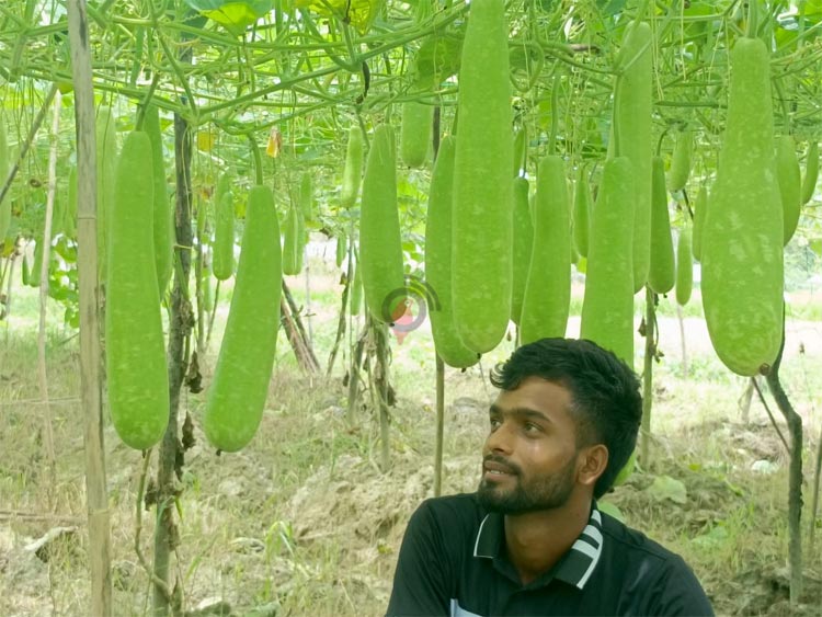 আগাম সবজি চাষে সফল জিসান, চলতি মৌসুমেই বিক্রি সাড়ে ৩১ লাখ