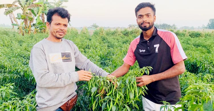 আগাম সবজি চাষে সফল জিসান, চলতি মৌসুমেই বিক্রি সাড়ে ৩১ লাখ