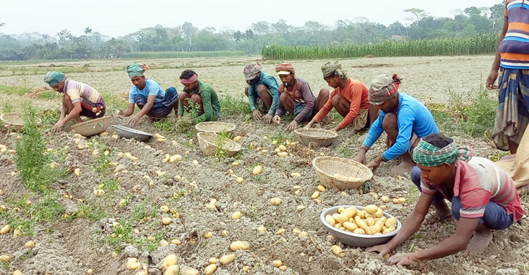 দাম বেশি পাওয়ায় আলু চাষীদের মুখে হাসি