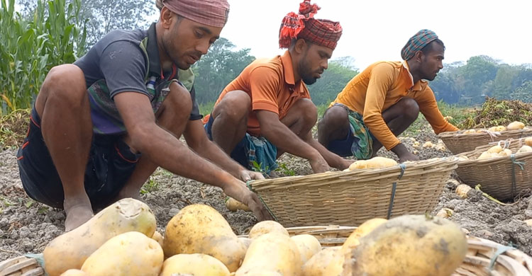 দাম বেশি পাওয়ায় আলু চাষীদের মুখে হাসি