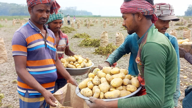 দাম বেশি পাওয়ায় আলু চাষীদের মুখে হাসি