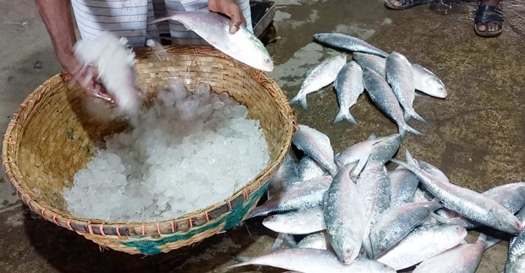 দুমাস পর নদীতে জেলেরা, মিলছে না কাঙ্ক্ষিত ইলিশ