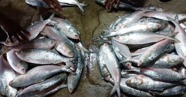 দুমাস পর নদীতে জেলেরা, মিলছে না কাঙ্ক্ষিত ইলিশ