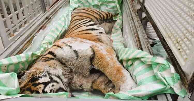 ভিয়েতনামে বাড়ির ফ্রিজে মিললো বাঘের মরদেহ, গ্রেফতার ২