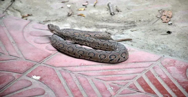 জেলের জালে ধরা পড়লো জীবিত রাসেল ভাইপার