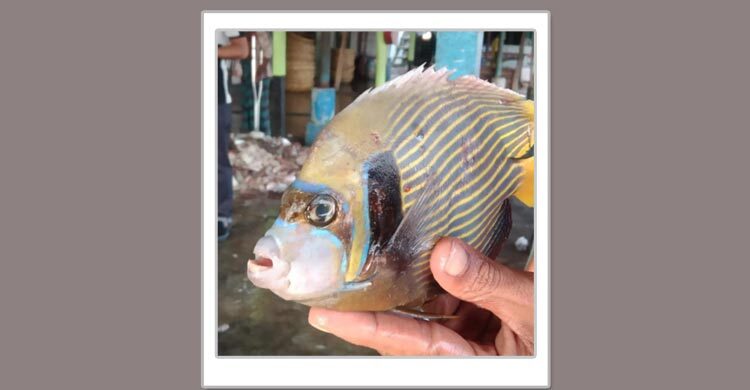 জেলের জালে ধরা পড়লো বিরল প্রজাতির ‘অ্যাঞ্জেল ফিশ’
