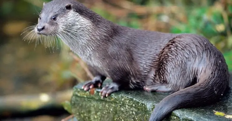 ভোঁদড় কি ফিরবে? খোকার নাচন দেখবে?