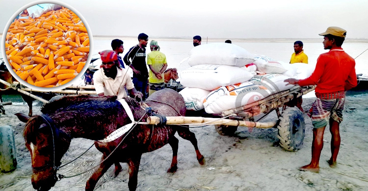সিন্ডিকেটের কবলে ভুট্টা, ন্যায্য দাম না পেয়ে হতাশ কৃষক
