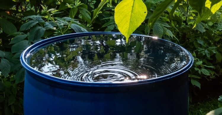 তেলাপোকা পড়ে মারা গেলে কি পানি নাপাক হবে?