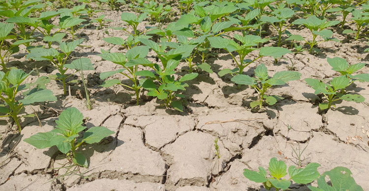 ঝিনাইদহে নলকূপে উঠছে না পানি, মাঠ ফেটে চৌচির