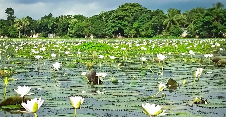 সাদা শাপলায় মুগ্ধ দর্শনার্থীরা