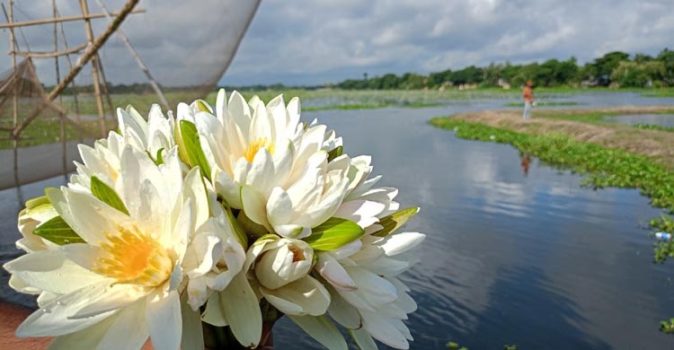 সাদা শাপলায় মুগ্ধ দর্শনার্থীরা