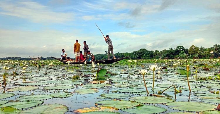 সাদা শাপলায় মুগ্ধ দর্শনার্থীরা