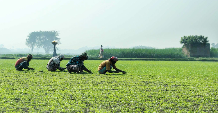 আবহাওয়ার খবর: ২৯ নভেম্বর, ২০২৩