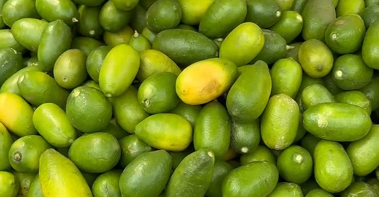 লেবুর দামে স্বস্তি, হালি প্রতি কমেছে ২০-৩০ টাকা
