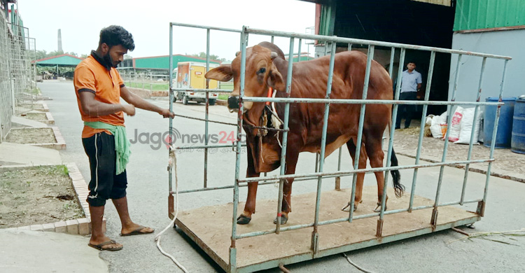 কেজিদরে বিক্রি হচ্ছে কোরবানির গরু, মিলছে অনলাইনেও