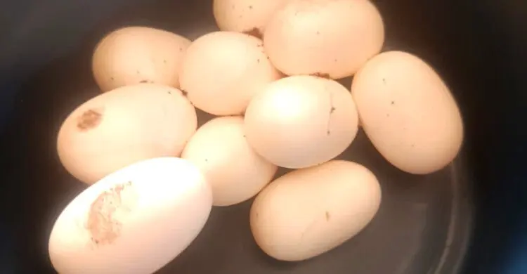 পটিয়ায় খানকাহ থেকে মিললো পদ্মগোখরার ডিম