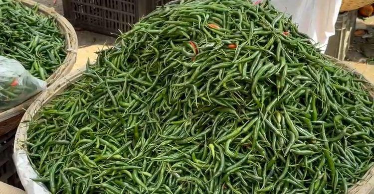রমজান ঘিরে কাঁচামরিচের বাজারে আগুন