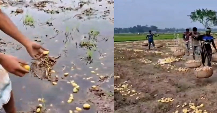 গাইবান্ধায় হঠাৎ বৃষ্টিতে ফসলের ব্যাপক ক্ষয়ক্ষতি
