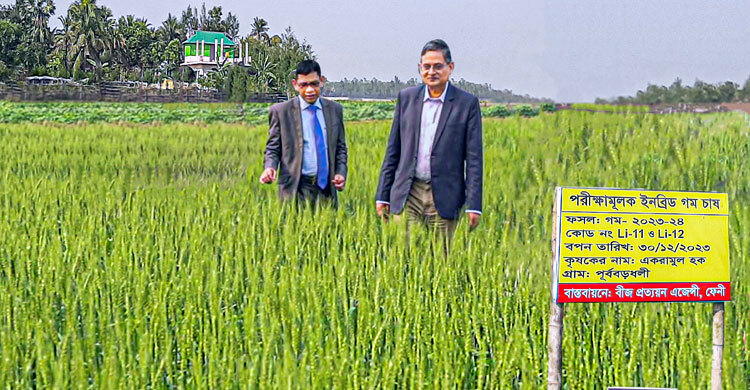 লবণ সহিষ্ণু ও প্রোটিন সমৃদ্ধ গমের নতুন জাত উদ্ভাবন