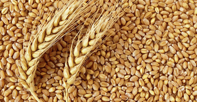 Govt to buy 2.2 lakh tonnes of US wheat at high price to fetch more protein