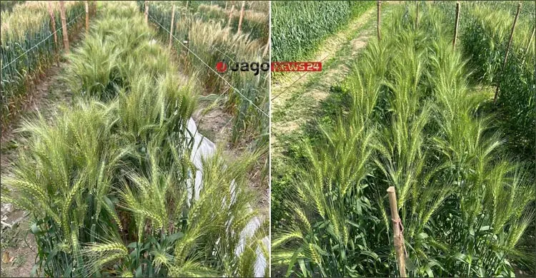 পরমাণু প্রযুক্তিতে প্রথম ব্লাস্ট-প্রতিরোধী উচ্চফলনশীল গমের উদ্ভাবন