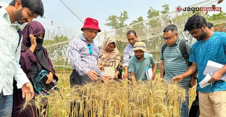 পরমাণু প্রযুক্তিতে প্রথম ব্লাস্ট-প্রতিরোধী উচ্চফলনশীল গমের উদ্ভাবন