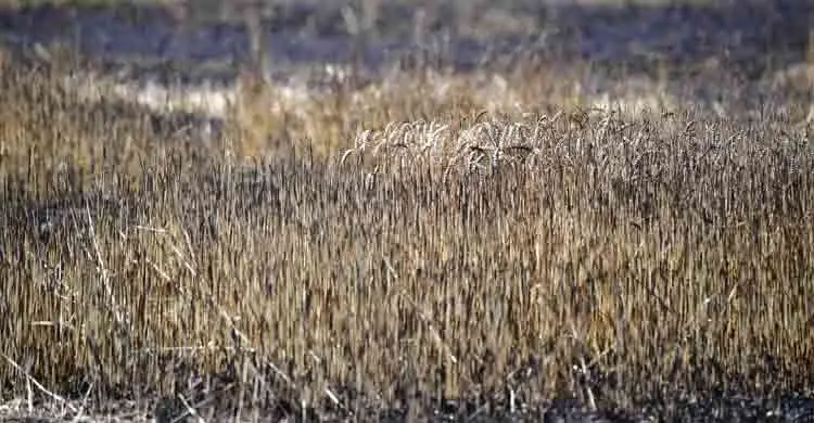 চরম গরমে হুমকিতে বিশ্ব খাদ্যব্যবস্থা, ঝুঁকিতে শত কোটি মানুষের জীবিকা